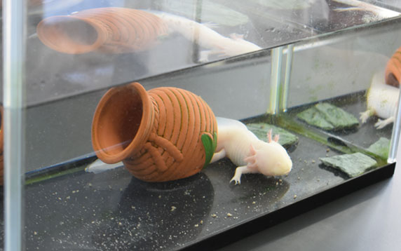 部で飼育しているウーパールーパー 科学部/部で飼育しているウーパールーパー